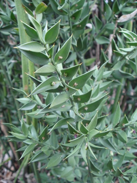 Ruscus aculeatus P20